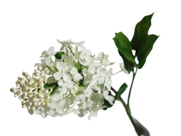 Slika Jorgovan 63 cm krem