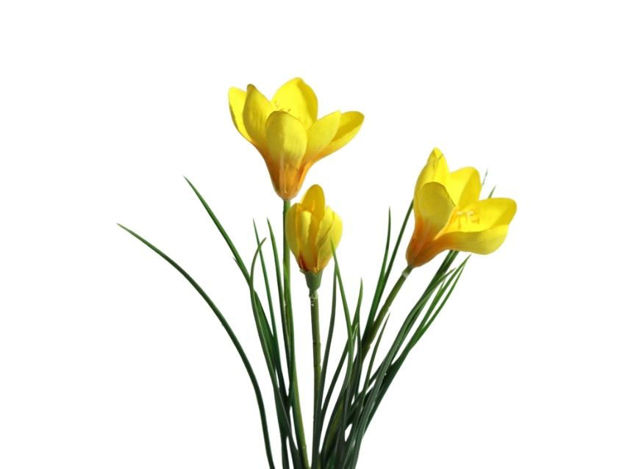 Slika Krokus/šafran x3 30 cm žuta