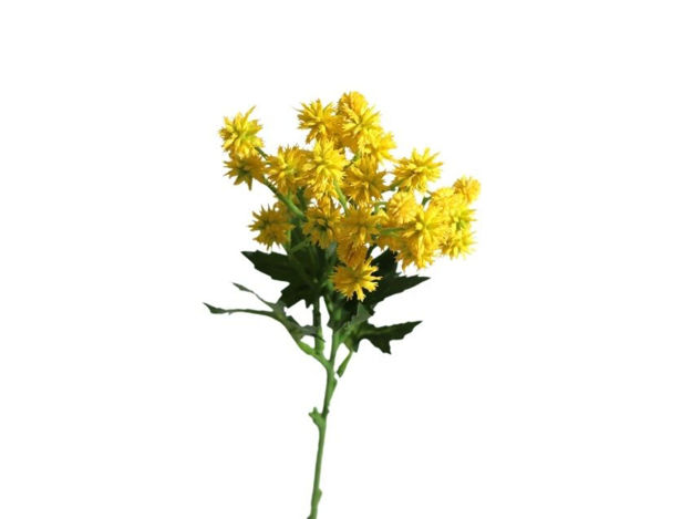 Slika Sanicula 50 cm žuta
