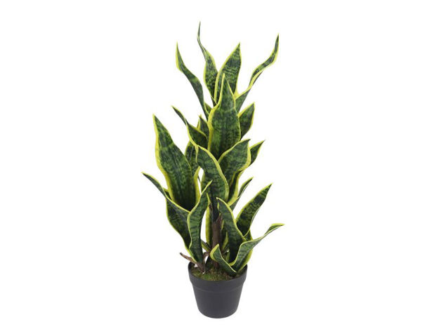 Slika Umjetno drvo Sanseveria 83cm