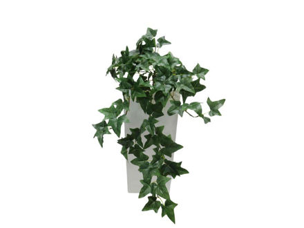 Slika Puzavica bršljan 70 cm; 106 listova; zelena