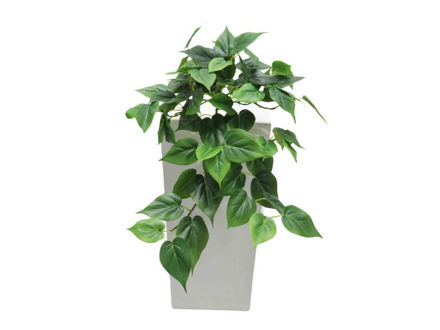 Slika Puzavica 70 cm; 106 listova; zelena