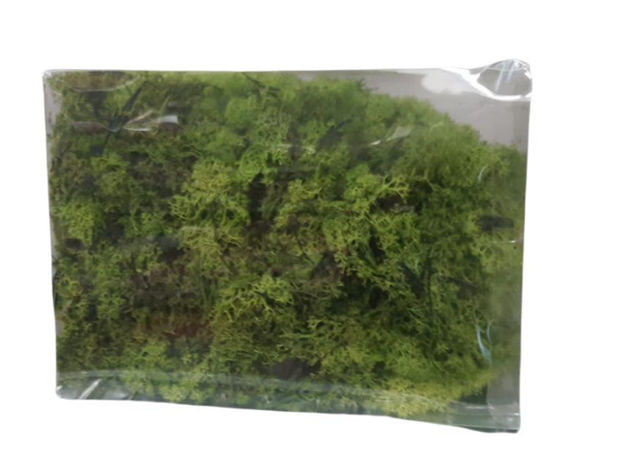 Slika Mahovina zelena 1kg. U pvc kutiji