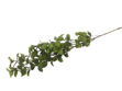 Slika  Grana mente 79 cm; zelena