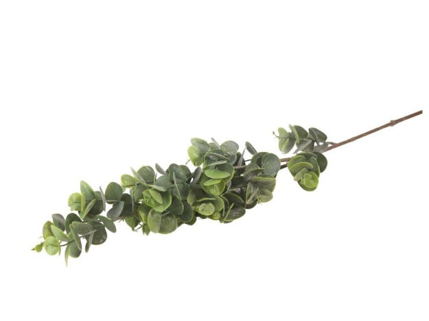 Slika  Grana eukaliptus 79 cm; sv.zelena