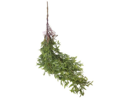 Slika  Puzavica 105 cm; sv.zelena