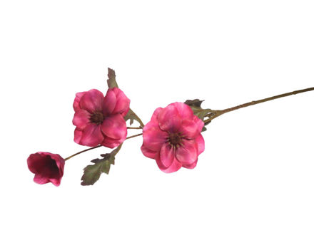 Slika Cosmos 70 cm; ciklama