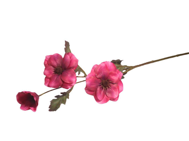 Slika Cosmos 70 cm; ciklama