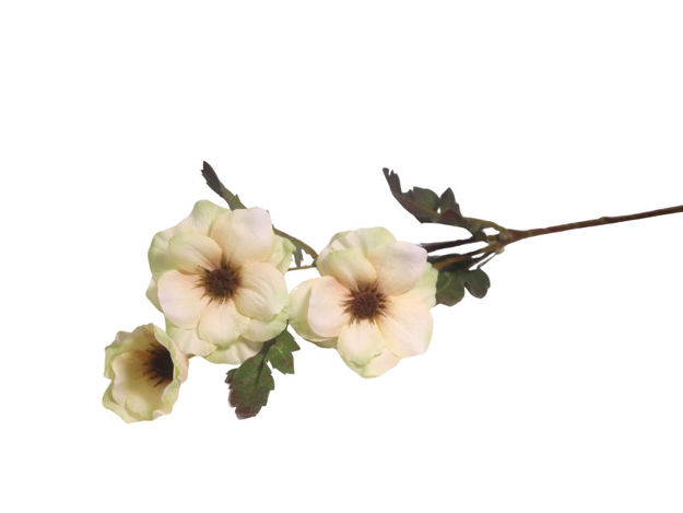 Slika Cosmos 70 cm; krem