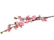 Slika Grana breskve 80 cm; sv.roza