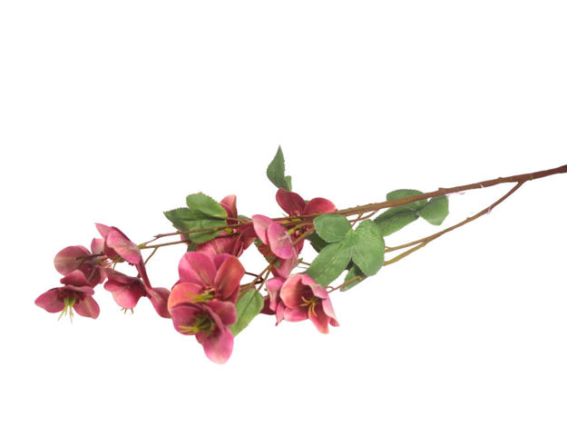 Slika Heleborus 99 cm; ciklama