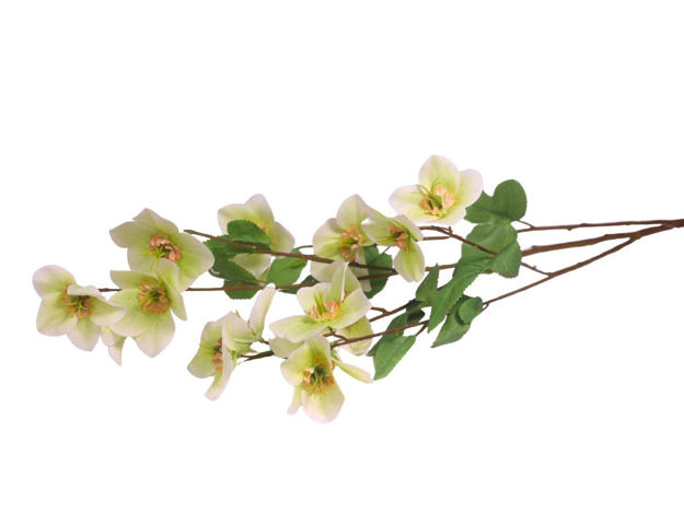 Slika Heleborus 99 cm; bijela