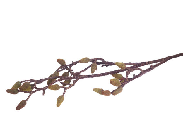Slika Grana magnolija 85 cm; smeđa