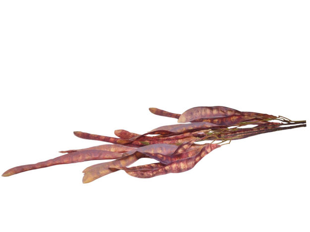 Slika Mahunarke 110 cm; smeđa