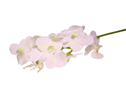 Slika Orhideja 80 cm; bijela