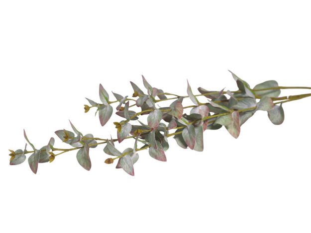 Slika Eukaliptus 85 cm; t. zelena