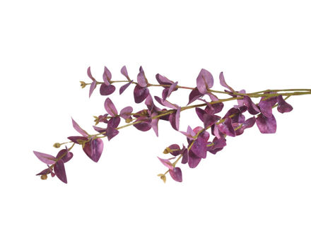 Slika Eukaliptus 85 cm; crvena