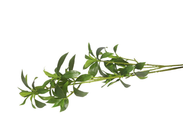 Slika Grana zelenila 105 cm; zelena