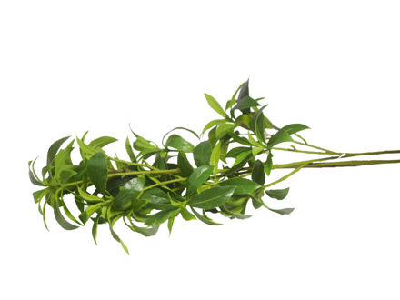 Slika Grana zelenila 110 cm; zelena