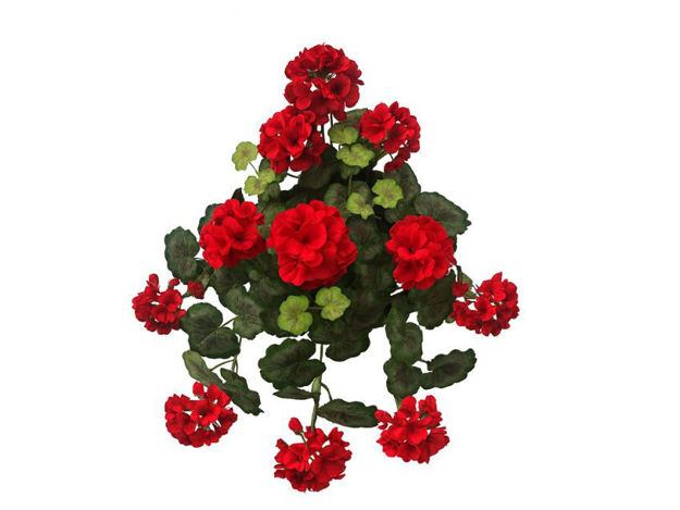 Slika Puzavica pelargonija 60 cm; crvena