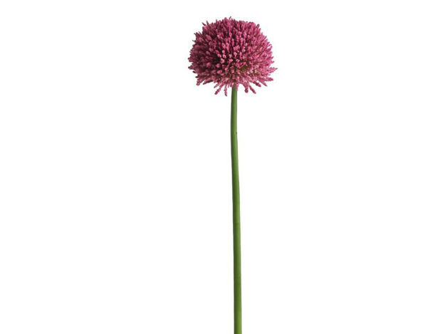 Slika Alium 65 cm; ljubičasta