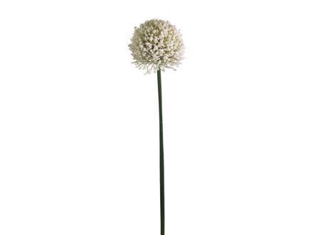 Slika Alium 65 cm; krem