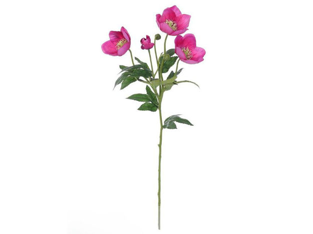 Slika Kukurijek 62 cm; ciklama