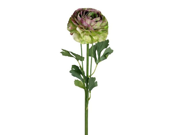 Slika Ranonkul 45 cm;2 cvijeta; ljubičasta/zelena