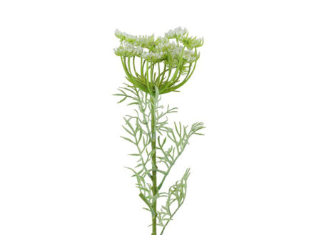 Slika Divlja mrkva 65cm bijela