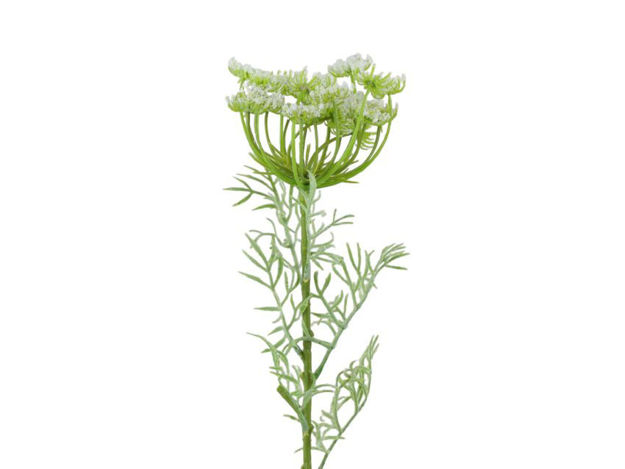 Slika Divlja mrkva 65cm bijela