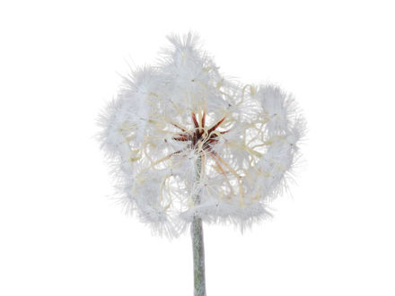 Slika Maslačak 87cm bijela