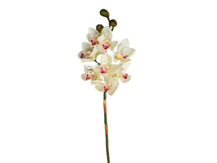 Slika Orhideja cimbidium 80 cm; bijela