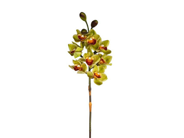 Slika Orhideja cimbidium 80 cm; zelena