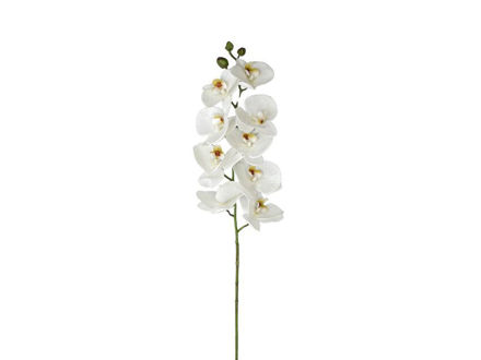 Slika Orhideja phalaenopsis 96 cm; bijela