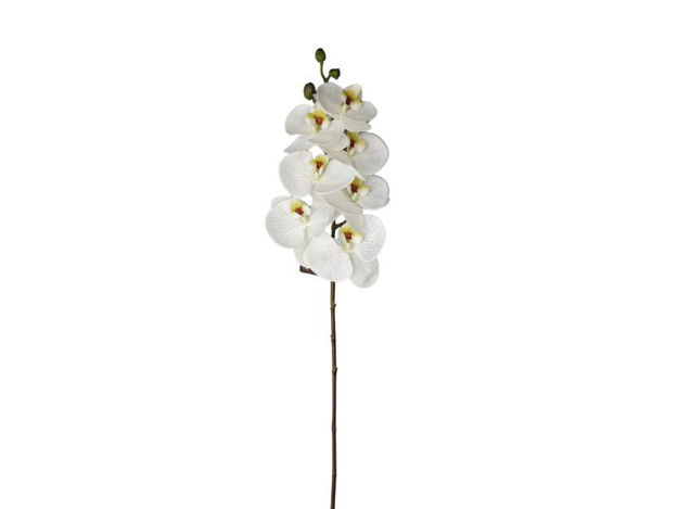 Slika Orhideja phalaenopsis 86 cm; bijela