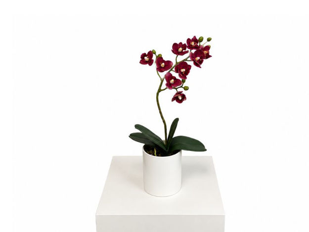 Slika Orhideja u posudi 39 cm; bordo