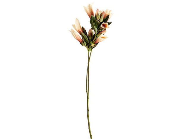 Slika Ggrana dekorativna 70 cm; krem