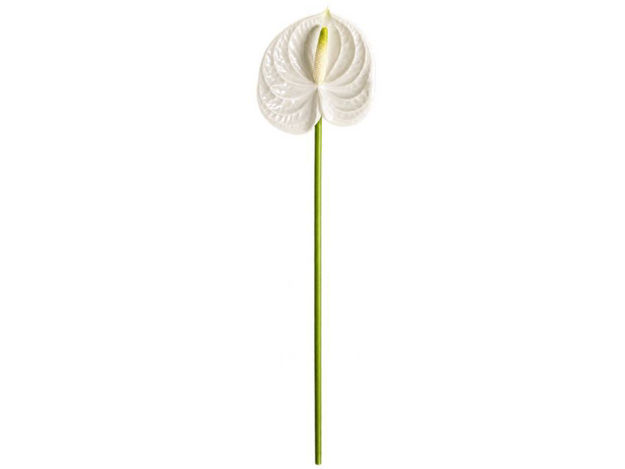 Slika Anturium 69 cm; bijela