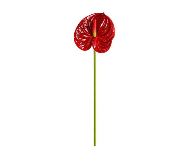 Slika Anturium 69 cm; crvena