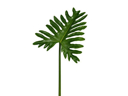 Slika Grana filodendron 69 cm; zelena
