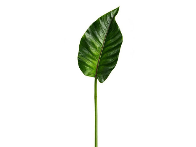 Slika Grana strelicije 77 cm; zelena
