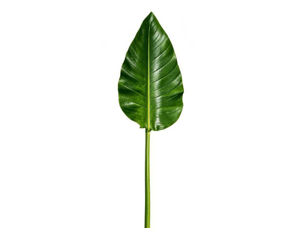 Slika Grana strelicije 79 cm; zelena
