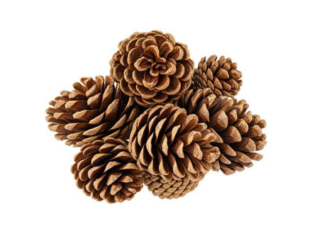 Slika ŠIške u mrežici; 5-7cm; s/10kom; zlatna